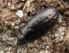 Blapstinus metallicus