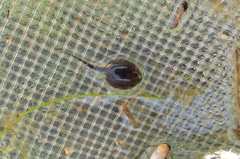 Elachistocleis bicolor