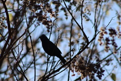 Heliocarpus terebinthinaceus