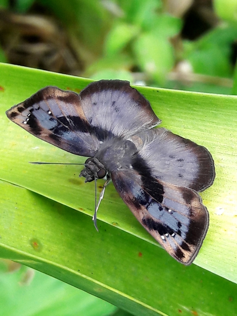 Zera tetrastigma