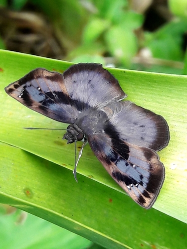 Zera tetrastigma