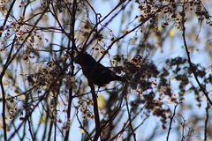 Heliocarpus terebinthinaceus