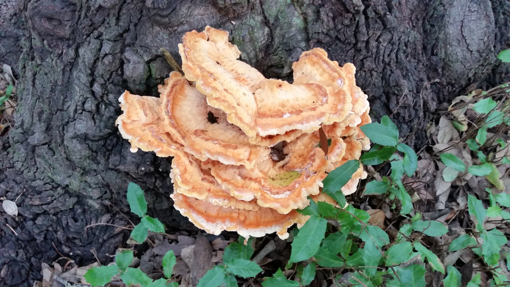 Polyporus sulphureus<br>27 September, 2016
