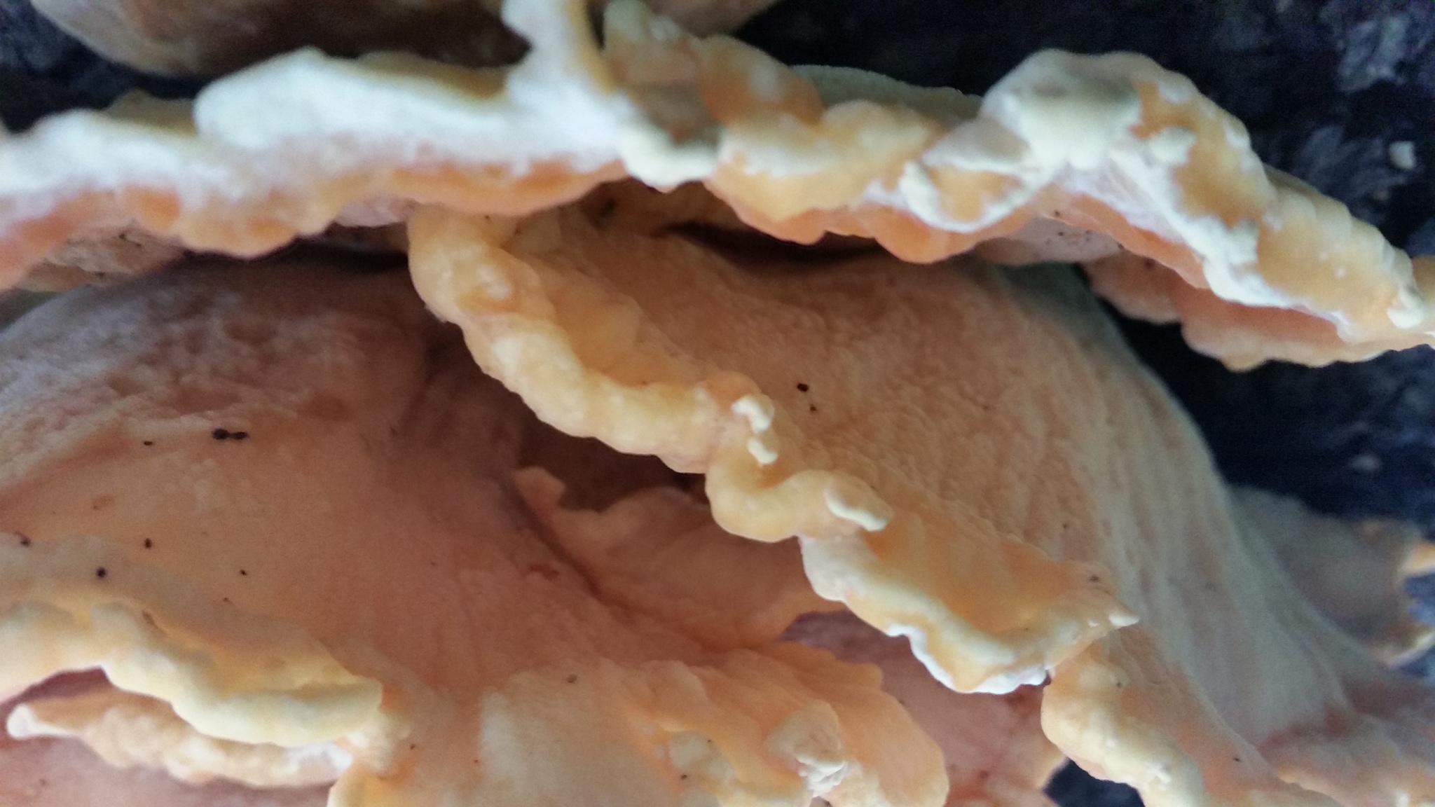 Polyporus sulphureus<br>27 September, 2016