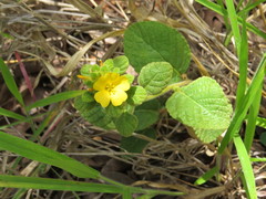 Turnera lamiifolia