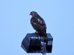 Buteo jamaicensis