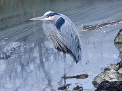 Ardea herodias