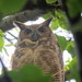 South American Great Horned Owl - Photo no rights reserved, uploaded by Diego Carús