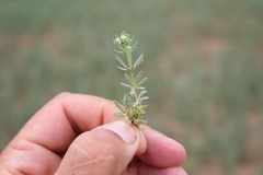 Galium tricornutum