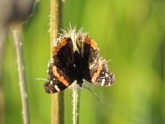 Vanessa atalanta