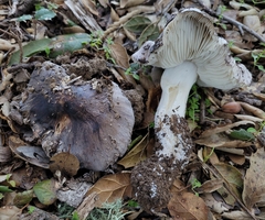 Tricholoma griseoviolaceum