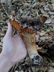 Glaucopodes