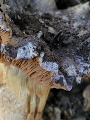 Glaucopodes