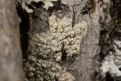 Pertusaria pustulata