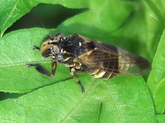 Teletusa