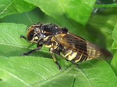 Teletusa