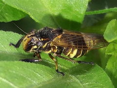 Teletusa