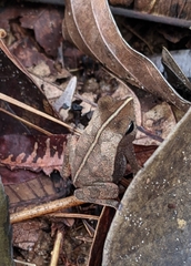 Rhinella castaneotica