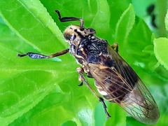 Teletusa