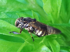 Teletusa