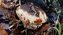 Phellinus badius