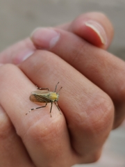 Aetalion reticulatum