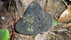 Phellinus badius