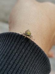 Aetalion reticulatum