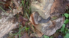 Phellinus badius