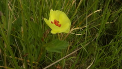Cienfuegosia drummondii