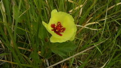 Cienfuegosia drummondii