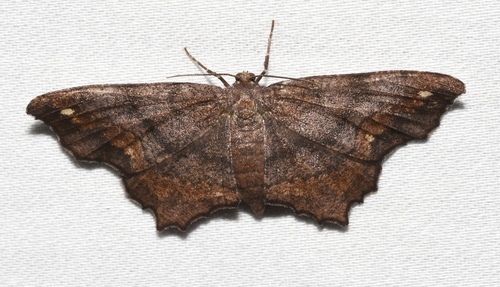 Esther Moth photo 3