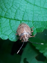 Antiteuchus sepulcralis