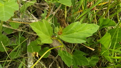 Cienfuegosia drummondii