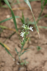 Linaria chalepensis