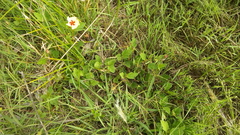 Cienfuegosia drummondii