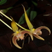 Bulbophyllum lobbii lobbii - Photo (c) Leo Klemm, μερικά δικαιώματα διατηρούνται (CC BY-NC-ND)