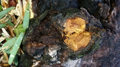 Phellinus badius