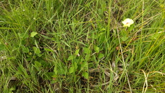 Cienfuegosia drummondii