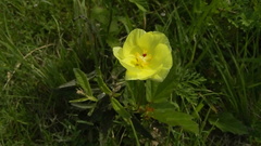 Cienfuegosia drummondii