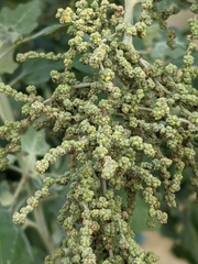 Chenopodium oahuense