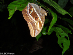 Caligopsis seleucida