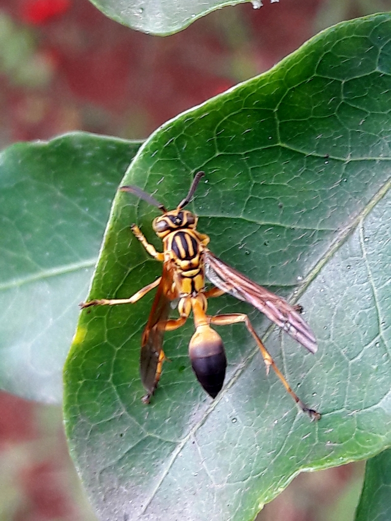 Mischocyttarus cerberus