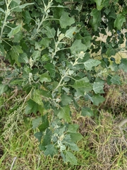 Chenopodium oahuense