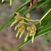 Bulbophyllum umbellatum - Photo (c) Kuo-Chu Yueh, algunos derechos reservados (CC BY-SA)