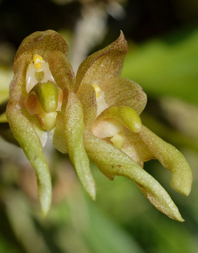 Umbellate Bulbophyllum