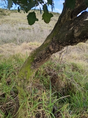 Chenopodium oahuense