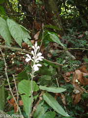 Pulchranthus adenostachyus