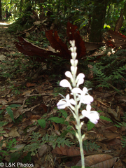 Pulchranthus adenostachyus
