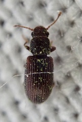 Berginus tamarisci